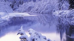ice reflection Trees landscape winter snow