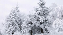 ice Trees winter nature landscape snow white forest