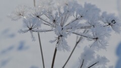 ice winter Plants snow