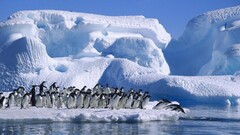 iceberg Sea Birds Penguins Animals