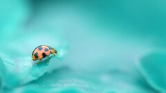 insect Animals cyan ladybugs macro