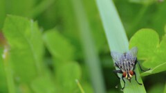 insect Animals fly grass
