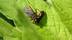 insect Animals leaves