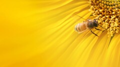 insect bees Animals Plants yellow