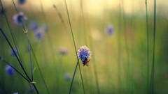 insect bees blue flowers Plants