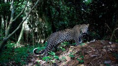 jaguars Animals Mammals