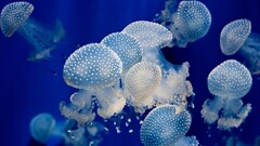 jellyfish Animals underwater