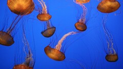 jellyfish nature Sea Animals