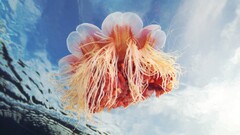 jellyfish Sea Life underwater Animals