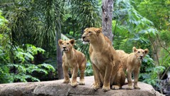 jungle Animals lion big cats