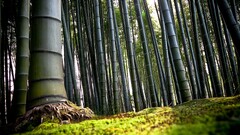 jungle bamboo Trees forest nature landscape