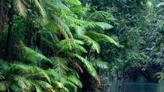 jungle landscape water nature