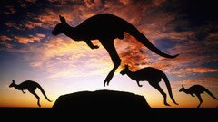 kangaroos Ayers Rock Uluru Australia sky clouds Animals