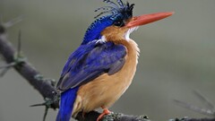 kingfisher Animals Birds