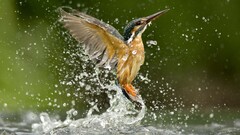 kingfisher Animals Birds