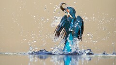 kingfisher Animals Birds