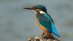 kingfisher Animals Birds