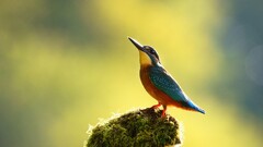 kingfisher Birds Animals