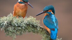 kingfisher Birds branch Animals