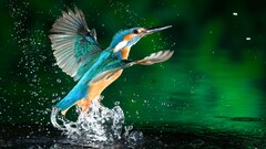 kingfisher water drops Birds Animals