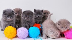 Kittens Animals cats Mammals colorful