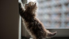 Kittens ben torode window