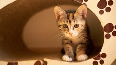 Kittens cats Animals