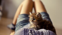 Kittens legs lying down cats Animals ben torode Women