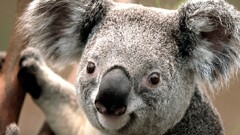 koalas Animals Mammals
