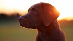 labrador retriever dog Animals sunlight lens flare