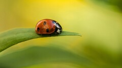 ladybugs Animals insect