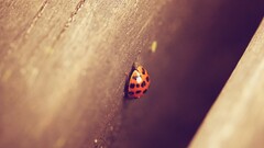 ladybugs macro depth of field insect