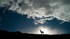 landscape Animals wildlife sky clouds