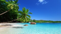 landscape beach palm trees tropical Sea
