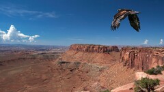 landscape Birds rock nature Animals
