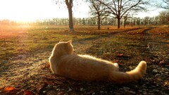 landscape cats Animals