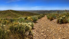 landscape desert California national park shrubs dirt road