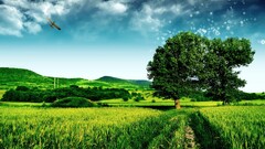 landscape digital art Aircraft field sky nature Trees