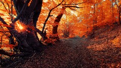landscape fall seasons forest sunset nature