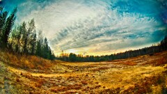 landscape field forest