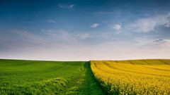 landscape field nature sky yellow flowers grass
