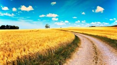 landscape field road