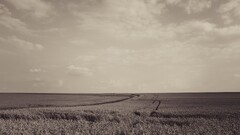 landscape field sepia sky