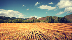 landscape field summer nature photography wheat