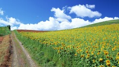 landscape field Sunflowers sky Flowers clouds Plants