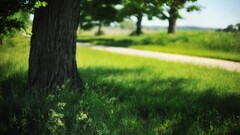 landscape field Trees grass summer nature depth of field