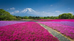 landscape Flowers field Mountains