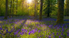 landscape Flowers forest sunlight blue flowers