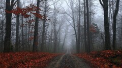 landscape forest fall selective coloring mist dirt road gloomy