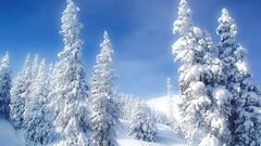landscape forest snow winter nature